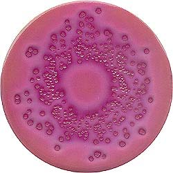 Escherichia coli ATCC 8739.