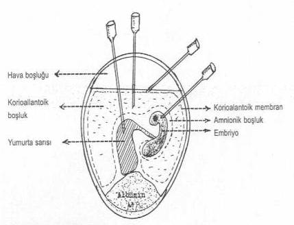 vertikal bulaşma nedir